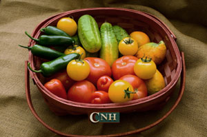 organic vegetable basket