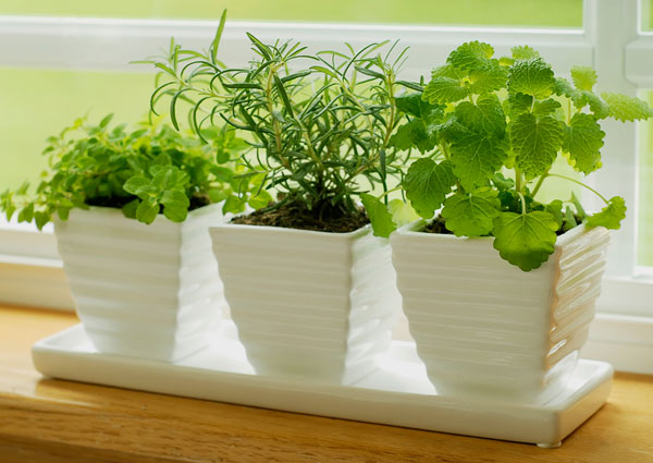 growing natural herbs