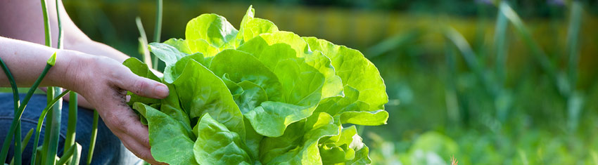picking fresh organic lettuce